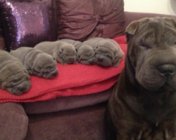 23 proud mama dogs and their insanely cute (and sometimes crazy) puppies