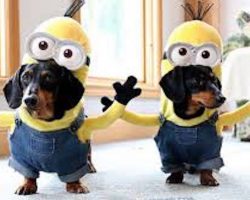 Wiener Dog Minions Are The Cutest Minions On Four Legs