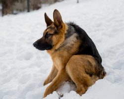 He Was Born Different And Grew Up Fearing Humans. Now He’s LOVED Around The World.