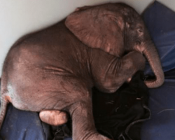 Baby Elephant Abandoned By His Herd Is Depressed Until He Meets The Most Unlikely Friend