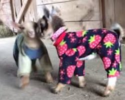 Baby Goats In Pajamas Enjoy Playtime In The Barn