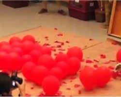 This Dog Popping 100 Balloons In World-Record Fashion Will Blow Your Mind