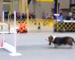 Basset Hound Competes On Agility Course And What He Does Has Everyone Laughing And Cheering