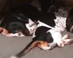 Lazy Basset Hounds Show Off Unusual Talent When It Comes To Tail Wagging