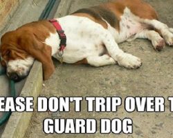 12 Best Basset Hound Memes of All Time