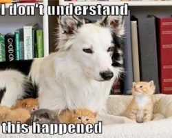 10 Best Border Collie Memes of All Time