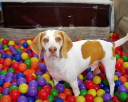 Beagle Gets Amazing Birthday Surprise