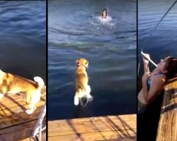 Beagle Jumps Into The Water To Rescue Girl From Drowning