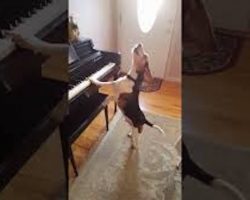 Adorable Rescue Beagle Plays Piano While Singing The Blues