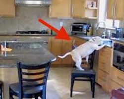 Hidden Camera Catches Naughty Beagle Stealing Chicken Nuggets