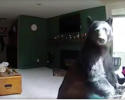 Bear Breaks Into Home And Plays The Piano
