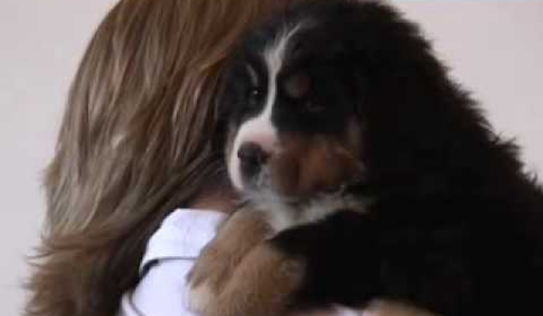 Bernese Mountain Dogs Pros and cons