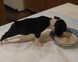 Hungry Boston Terrier Puppy Flips Over His Breakfast