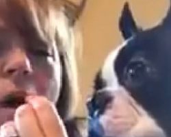 Boston Terrier Gets Greedy With Mom’s Snack