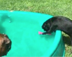 Sweet Boxer Dog Helps His Tiny Friend Struggling To Get A Toy