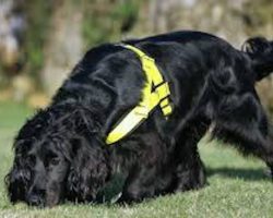 Rescued Cocker Spaniel Becomes World’s First Dog Trained To Find And Rescue Missing Cats