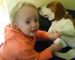 Beagle And Little Girl Share Special Unbreakable Bond