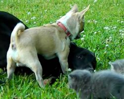 Chihuahua Steps Up To Keep Kittens Safe When Puppy Wants To Play