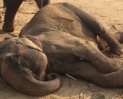 Circus Elephant Collapses With Joy When She Learns That She Is Finally Free
