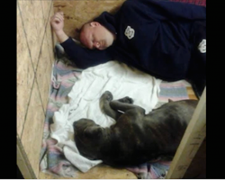 Cop does the sweetest thing for a pit bull being brutally beaten by owner