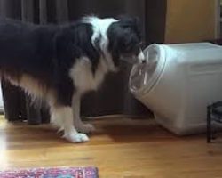 Clever Dog Breaks Into Food Bin That Is Supposed To Be Dog Proof