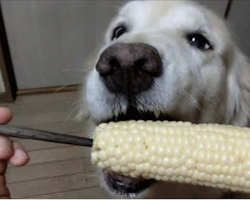 Vets Warn Dog Owners ‘Don’t Feed Your Dog Corn Cobs’