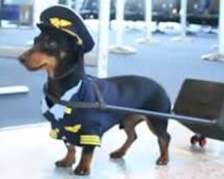 Dachshund Is The Most Adorable Pilot In The Sky