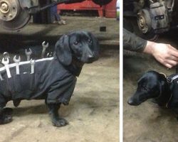 Dachshund Is The Cutest Assistant At Car Mechanic Shop