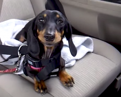 Dachshund Gets Lonely In Back Seat Of Car And Lets Her Mom Know It