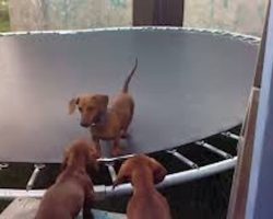 Cute Dachshund Bounces On Trampoline As His Buddies Cheer Him On