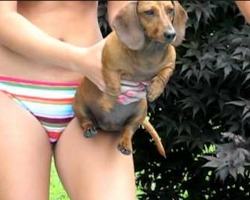 These Adorable Dachshunds Are Ready For Their Pool Race