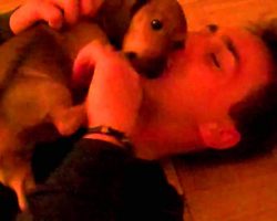 Dachshund Puppy Waiting For Dad To Come Home Can’t Hold Back His Excitement