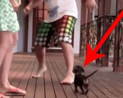Dachshund Puppy Protects Woman When He Sees Her Being ‘Attacked’