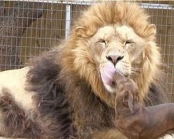 Dachshund Takes Care Of 500-Pound Disabled Lion