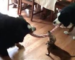15-Year-Old Dachshund Goes To Battle In Epic Tug-Of-War Against Two Bernese Mountain Dogs