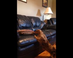 Dachshund Comes Up With Ingenious Plan To Get Onto Couch