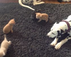 Dalmatian Puppies meet the Kittens. Take 5. Attack of the kittens!