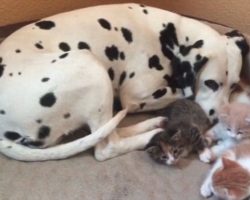 This Dalmatian Just Became A Mom — But Not In The Way That You Think