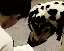 Boy with autism struggles to read. Now watch his dalmatians help him