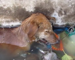 Dog Rescued From Sewer Drain Barely Had Strength to Keep from Drowning
