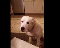 Dog can’t stop saying “Blah blah blah.” He will erase everything bad that happened to you today