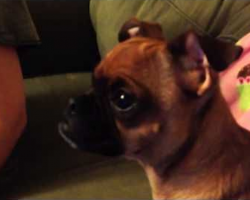 Dog Has Emotional Reaction Watching Disney’s ‘The Lion King’