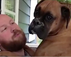 Dad asks his Boxer, ‘Are you a dog, or are you a baby?’