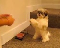 Shih Tzu’s Mealtime Routine Melted My Heart