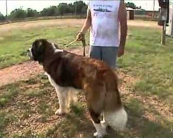 Dog Saves Woman in Tornado By Laying Down on Her