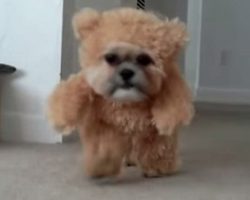 This Looks Like A Teddy Bear From A Distance. Then It Started Walking. Oh My, How Adorable!