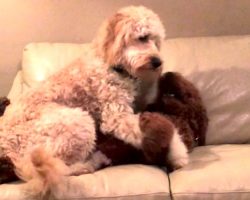 Sweet Dog Comforts Her Friend Having A Nightmare