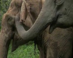 Rescued Elephant Joyfully Reunites With Baby She Adopted