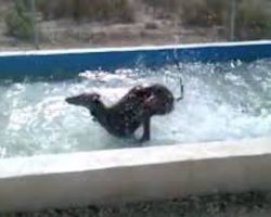 Enthusiastic Dog Cools Off In Backyard Pool
