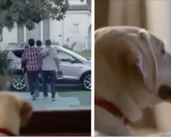 Dog waits all night for his owner to return, but it’s the next morning that’ll grip your heart